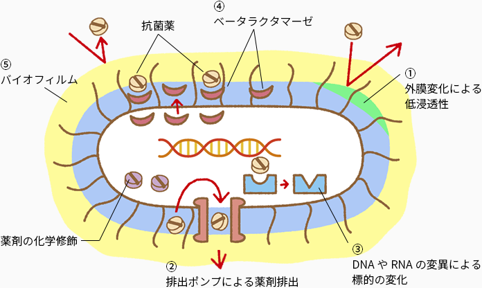 薬剤耐性のメカニズム