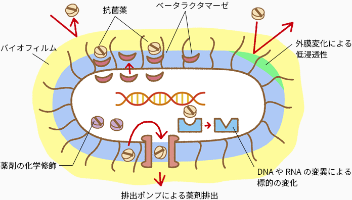 薬剤耐性のメカニズム