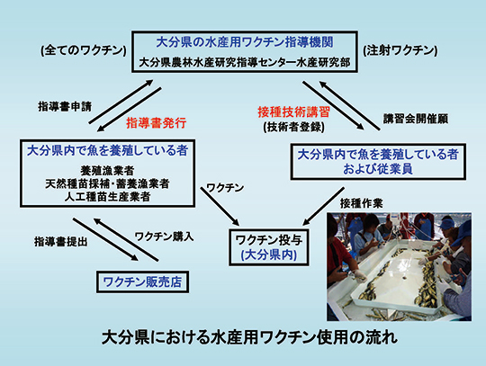 大分県における水産用ワクチン使用の流れ