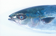 魚1