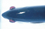 魚2