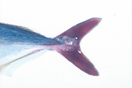 魚3