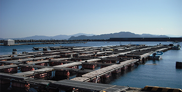 抗菌剤の使用を最小限にする魚病対策を推進