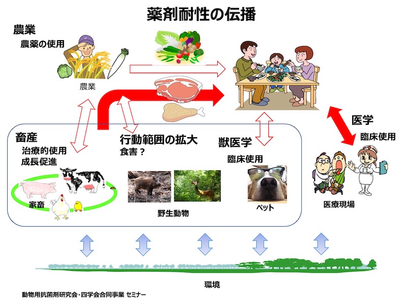 薬剤耐性の伝播
