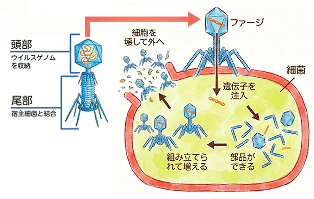 図1　ファージの構造と細菌に感染して壊す仕組み
