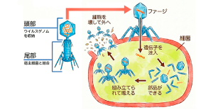 AMR普及啓発活動：国立健康危機管理研究機構 国立国際医療センター